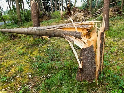 Vom Sturm gebrochene Fichte