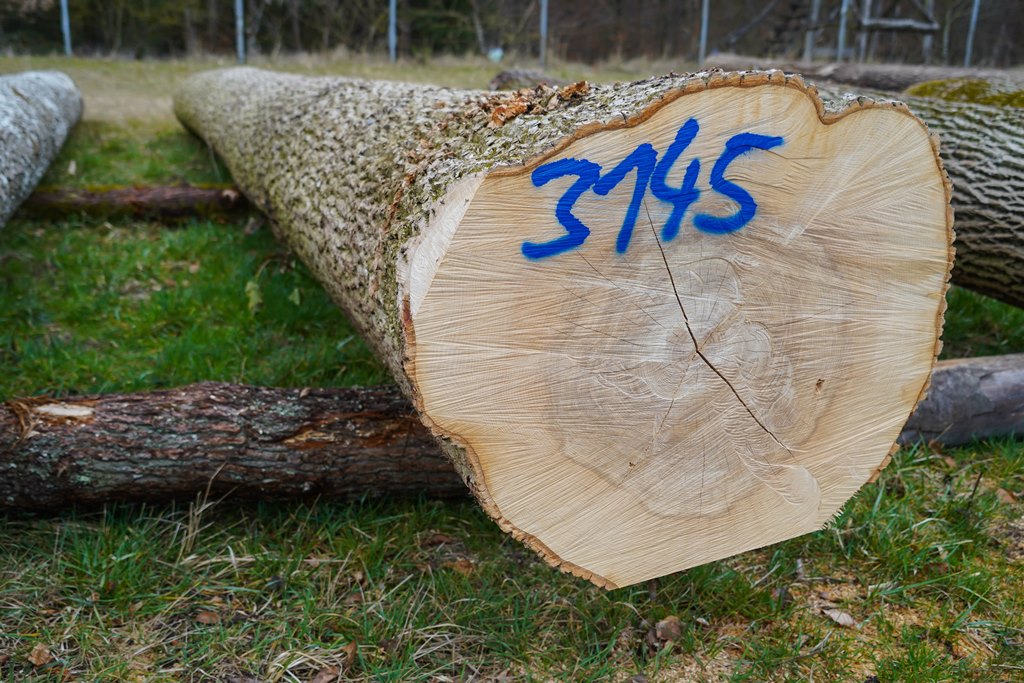Schöne Esche (2,6 Fm à 488 Euro/Fm)