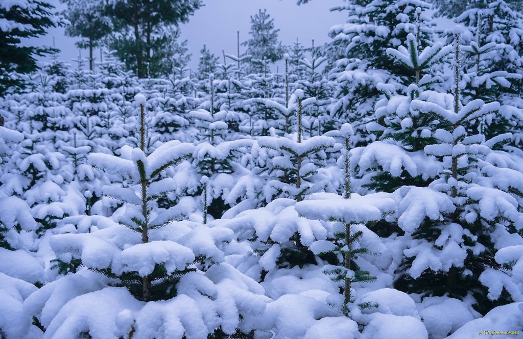 Einstimmung auf Weihnachten: Tief verschneite Weihnachtsbaum-Kultur