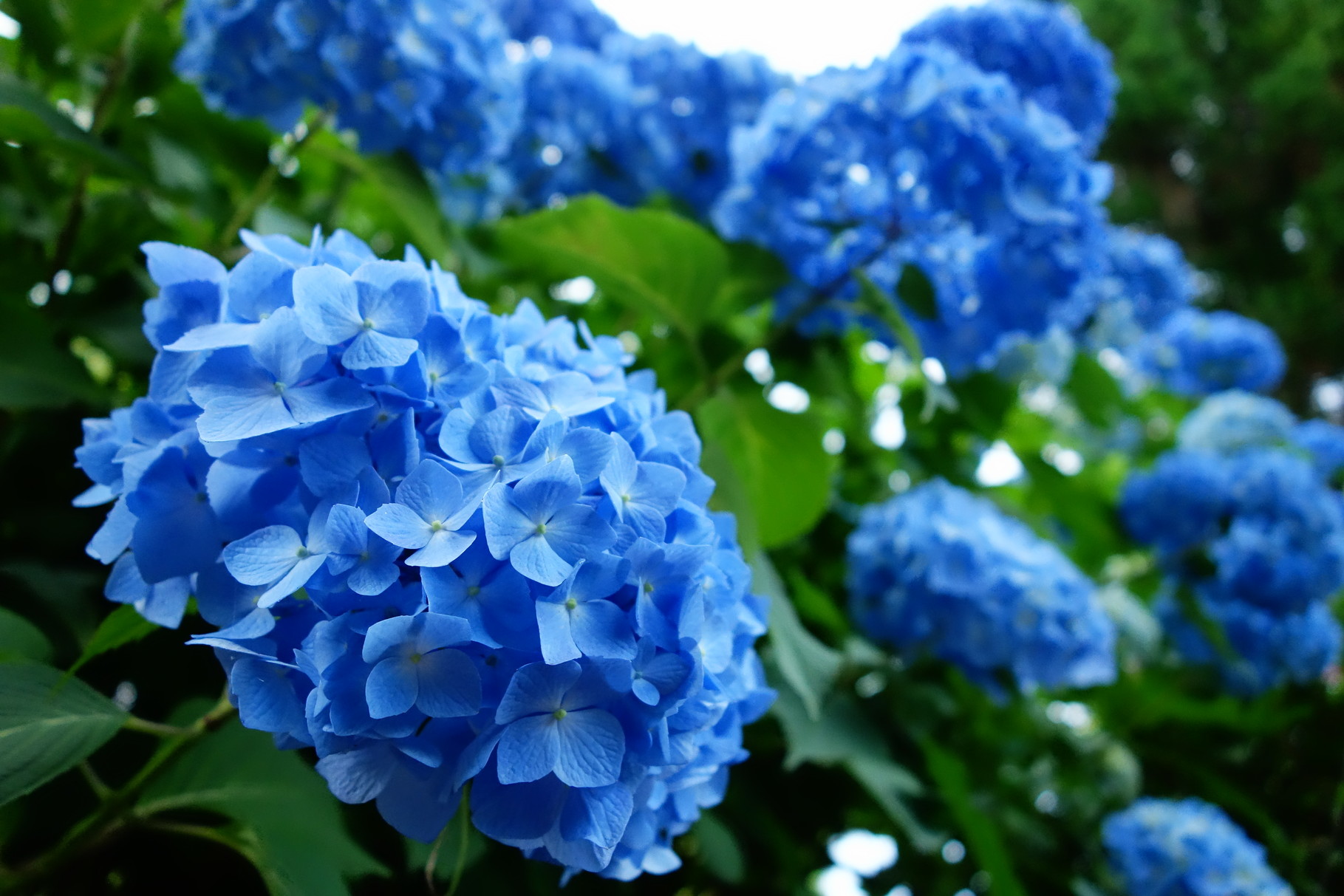青い花が好きで、近所のあじさいを撮ってみました。