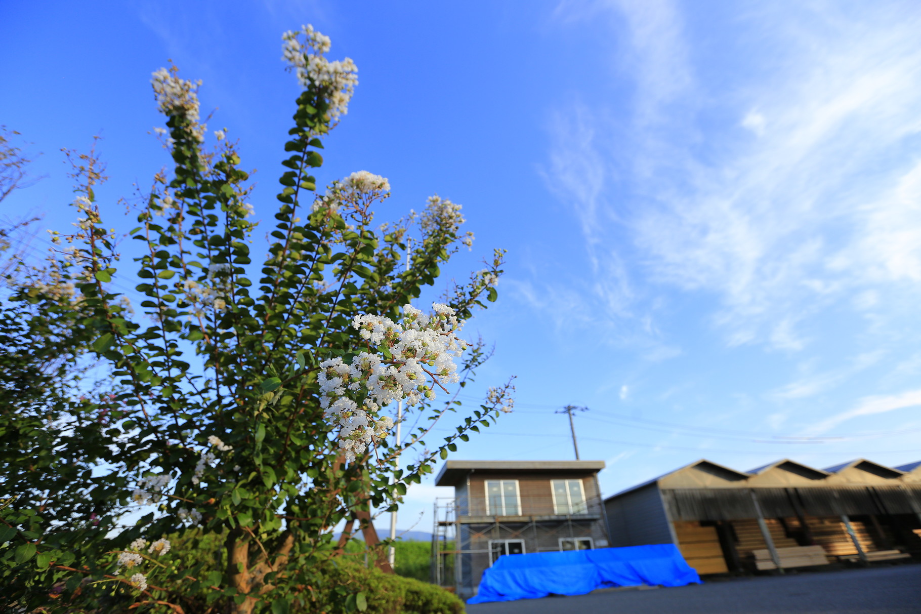 去年より少し早く開花した百日紅の花（山佐木材）