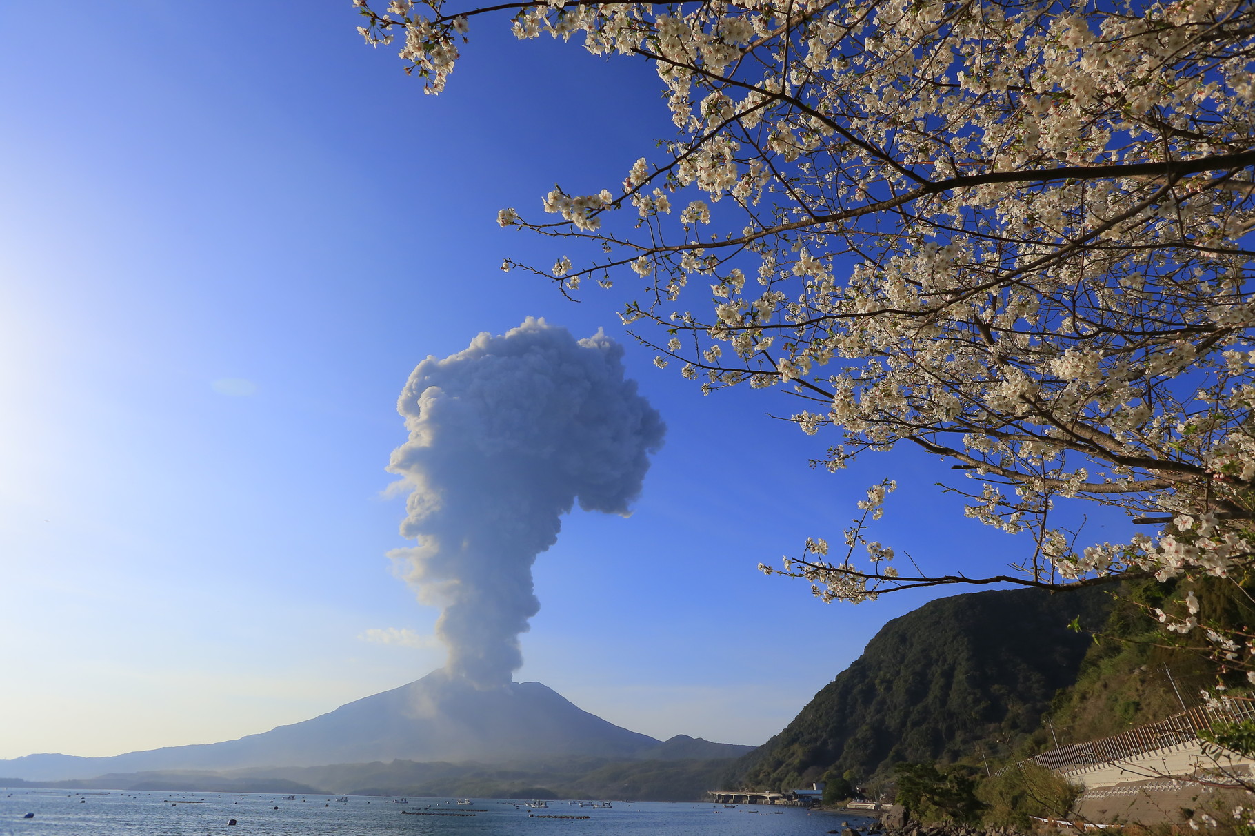 「桜と桜島」　前兆の後、予測通りの爆発を見せた。