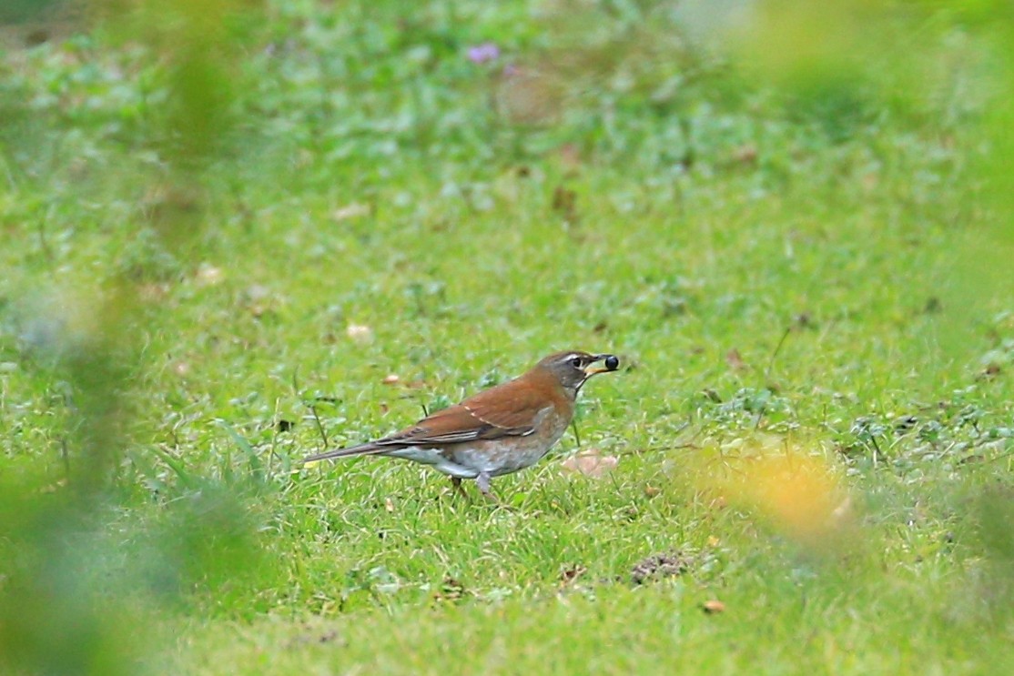 貴重な一枚！「マミチャジナイ」。初秋は木の高い所で実を食べていることが多く、姿を見つけにくいそうだ。（鹿屋ばら園）