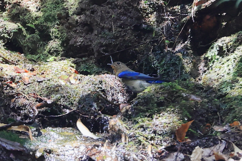 オオルリの若鳥が水浴びに来る(10月5日 曽於市)