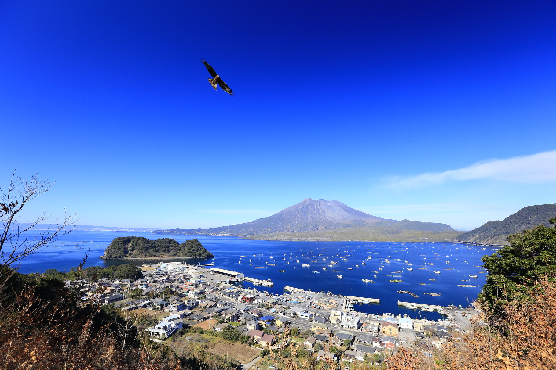 「一富士二鷹三茄子」になぞらえ、「一桜島二鳶」までは迫りました。三が惜しい（笑）（鹿児島県垂水市）