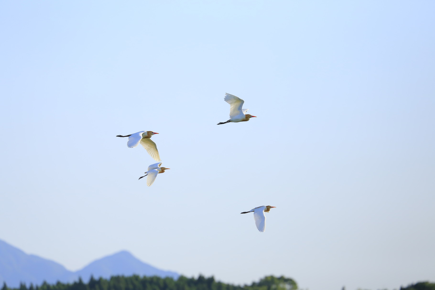 アマサギが会社近辺にも飛来してきました（鹿児島県肝付町）