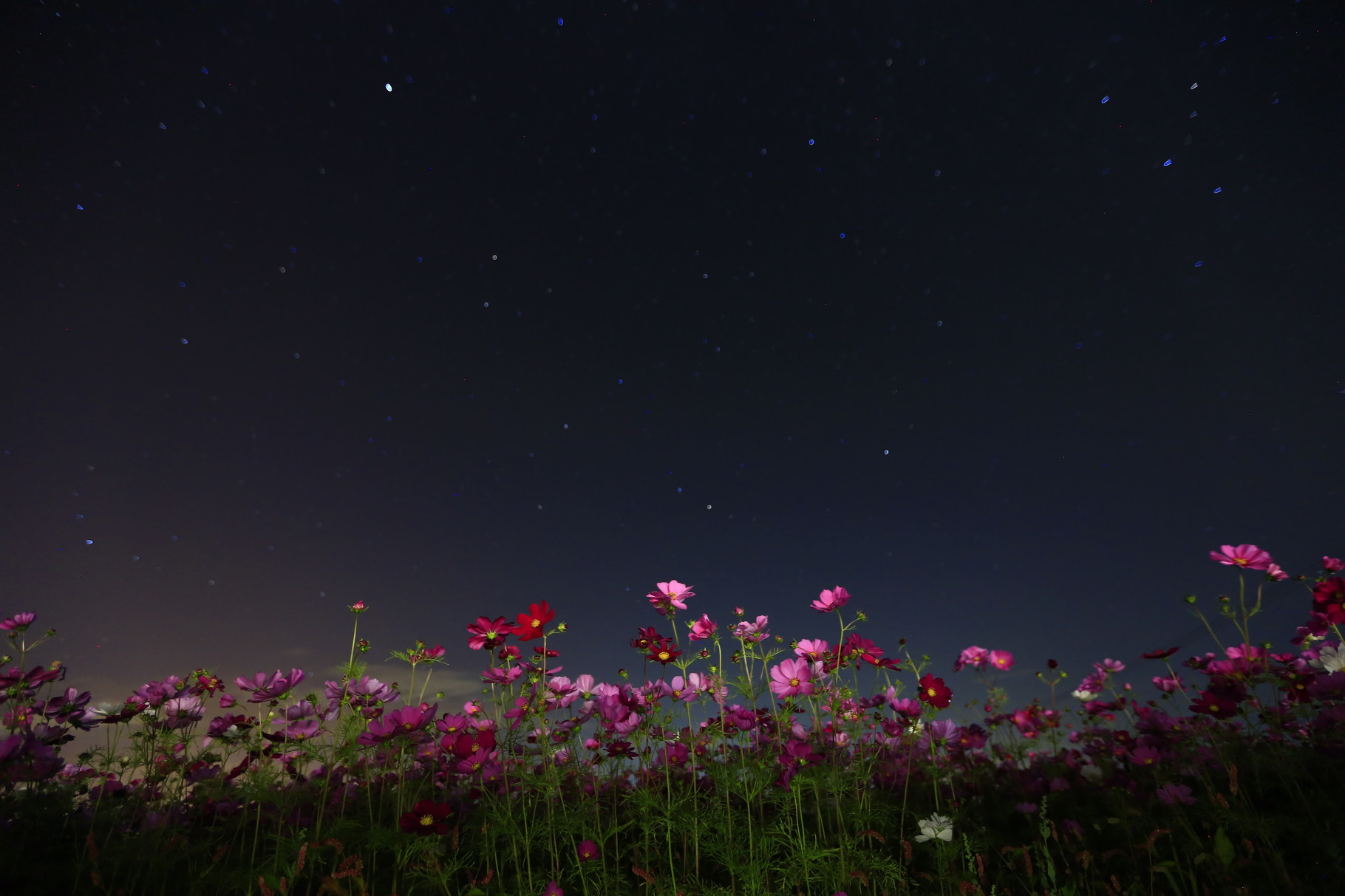 夜のコスモス（志布志コスモスロード）