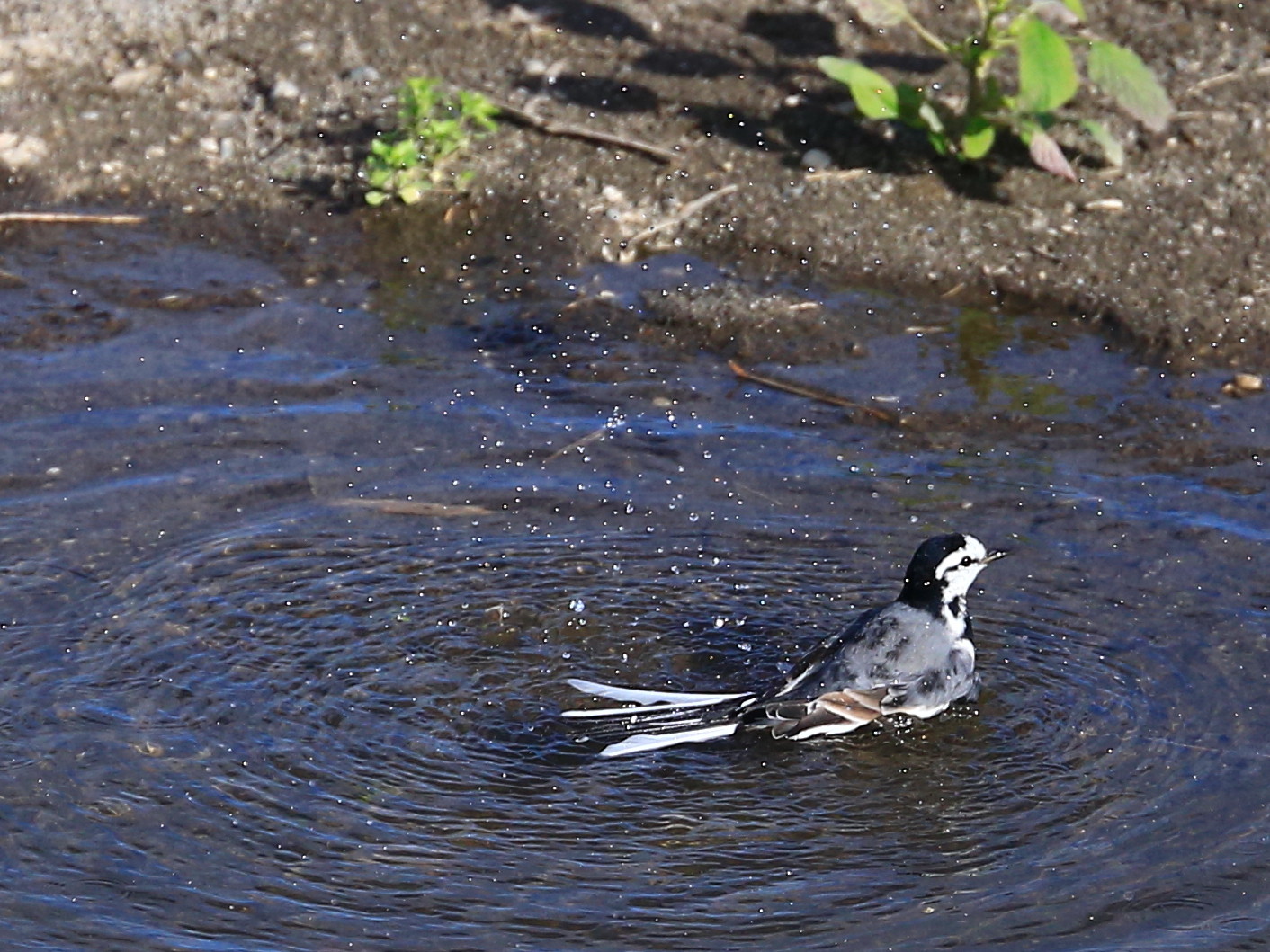 水浴びをするハクセキレイ。