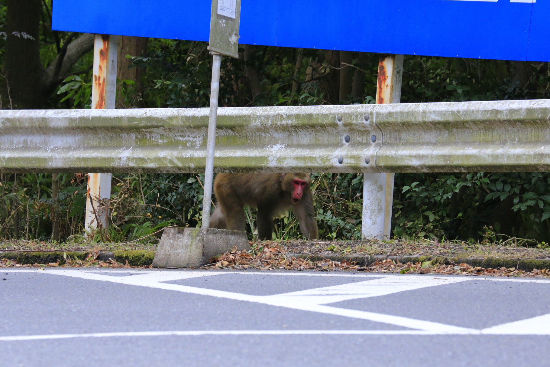 野生の猿とばったりと遭遇。高隈山から下りてきたのであろう。（鹿屋市高隈地区）