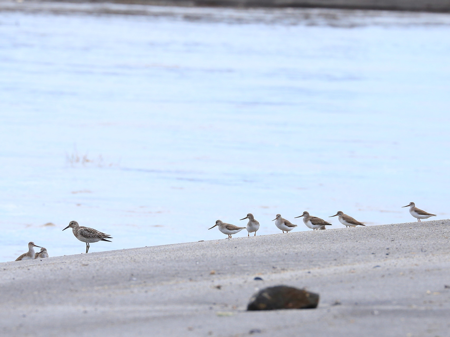 河口にたたずむオバシギ（幼鳥）とソリハシシギ(志布志市菱田川）