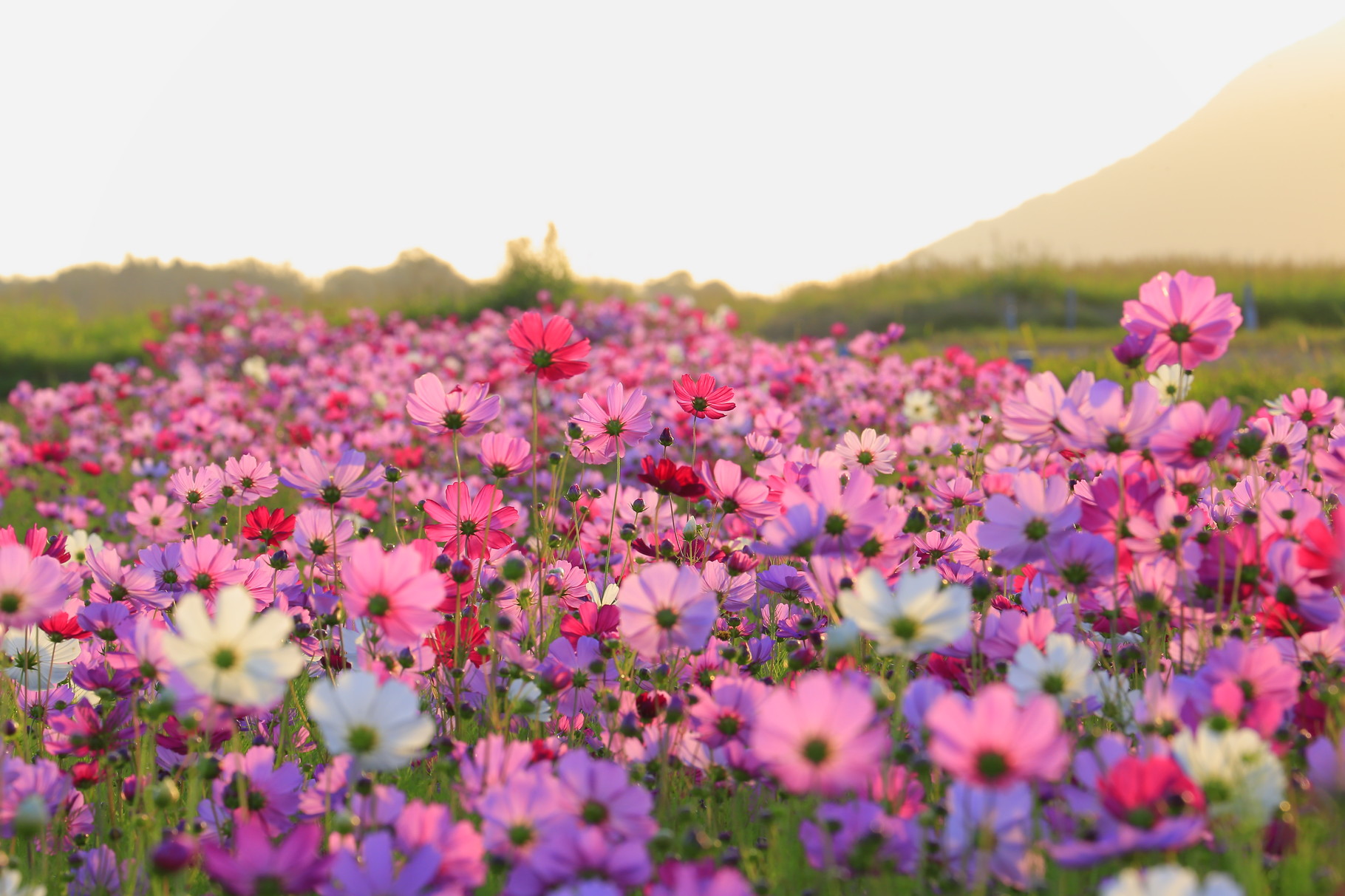こぼれそうな朝陽に透ける花びら（肝付町の田園）