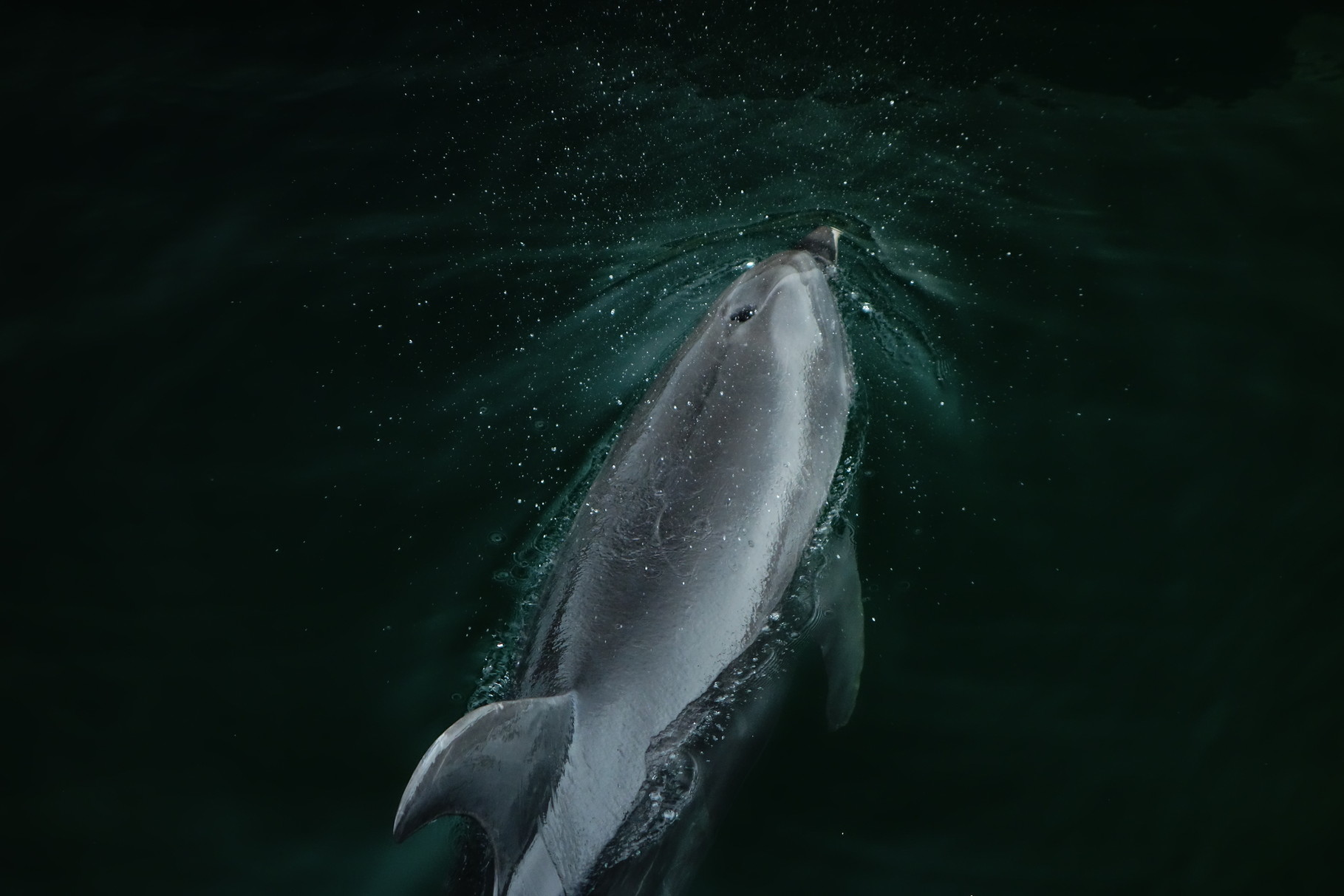 水路で遊ぶイルカ（鹿児島市：かごしま水族館）