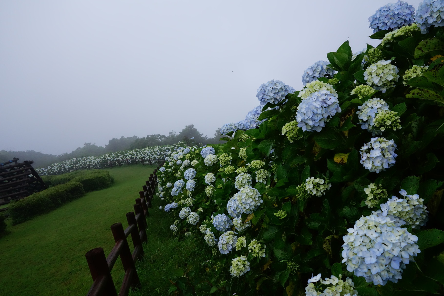 イメージした名前は「天空のアジサイ」。雲が目前まで降りてきて幻想的です。うわば公園。
