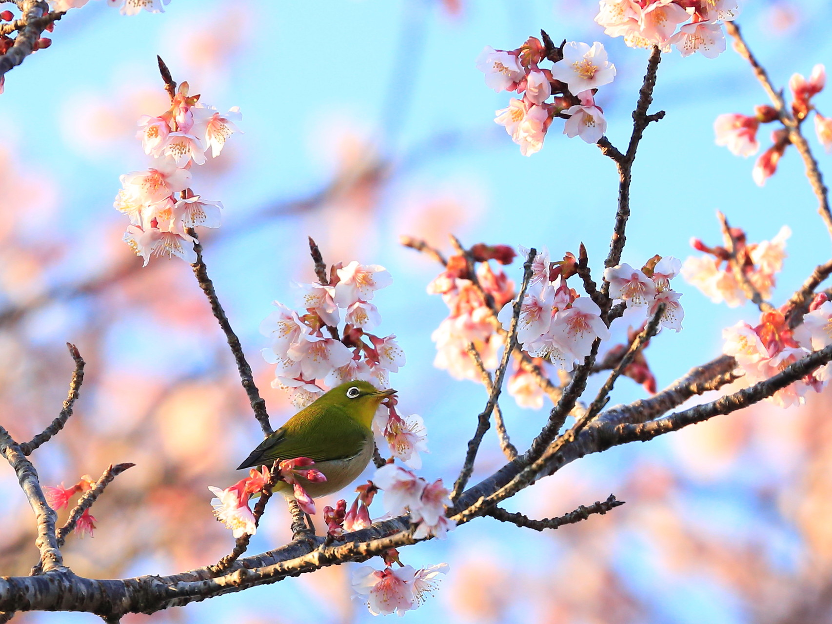 桜愛でるメジロ（鹿屋市串良町）