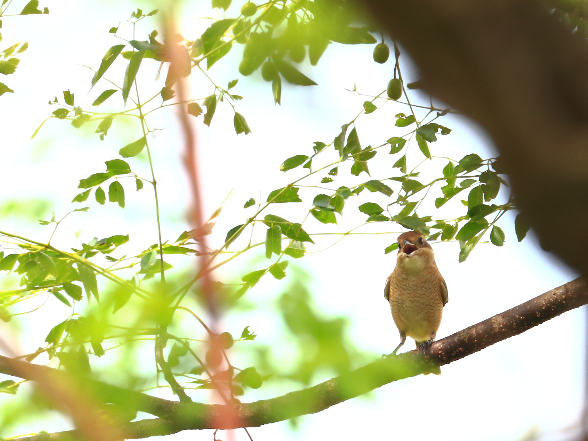 秋にやって来る野鳥モズ（加工センター）