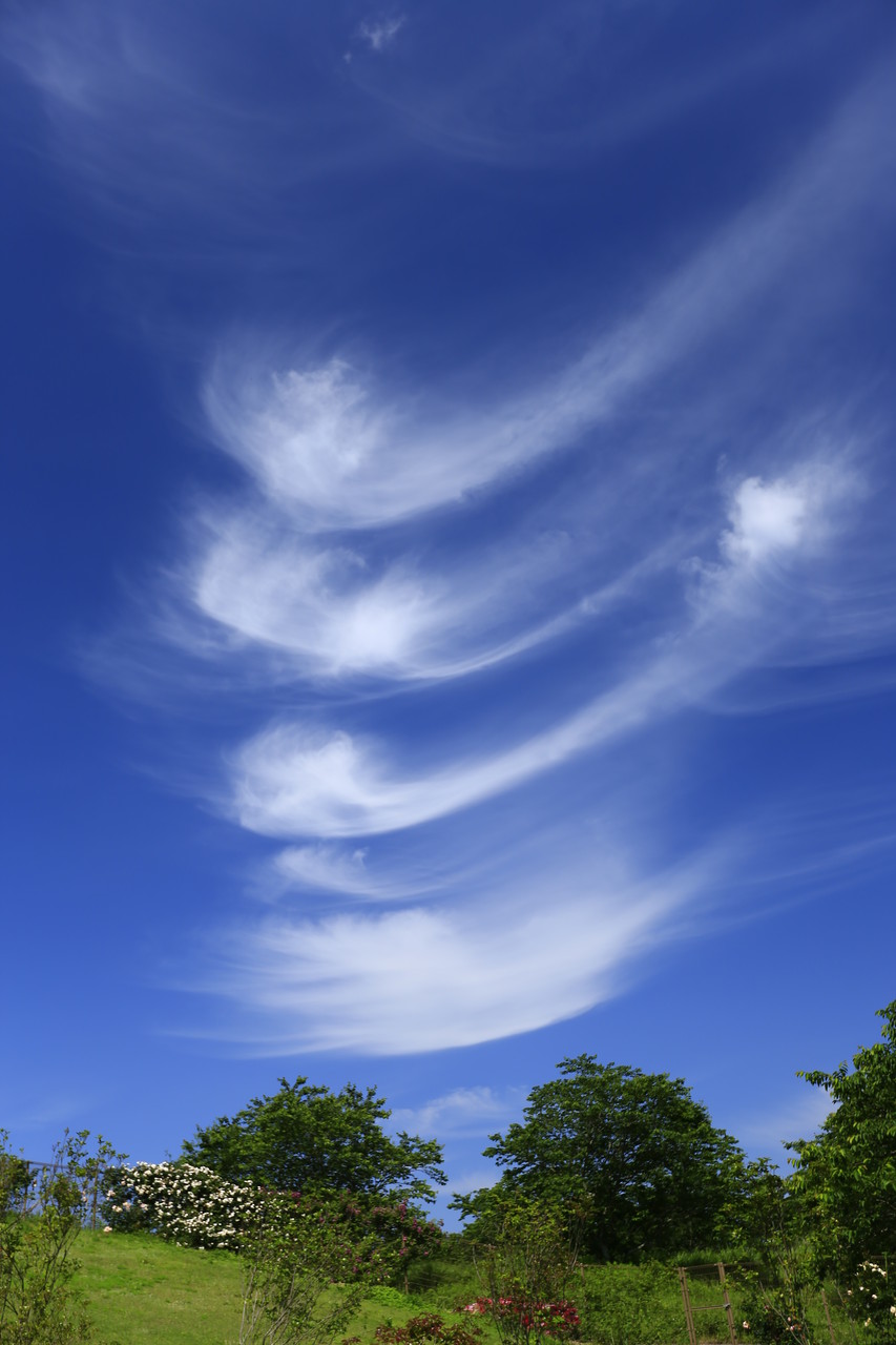 風を表現するかのような雲（かのやばら園）