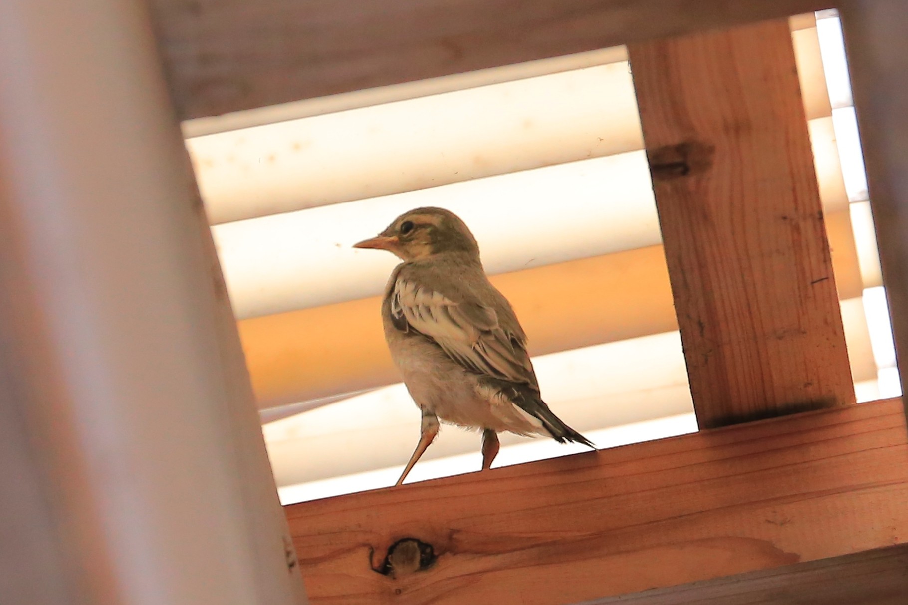 ハクセキレイの幼鳥（加工センター）