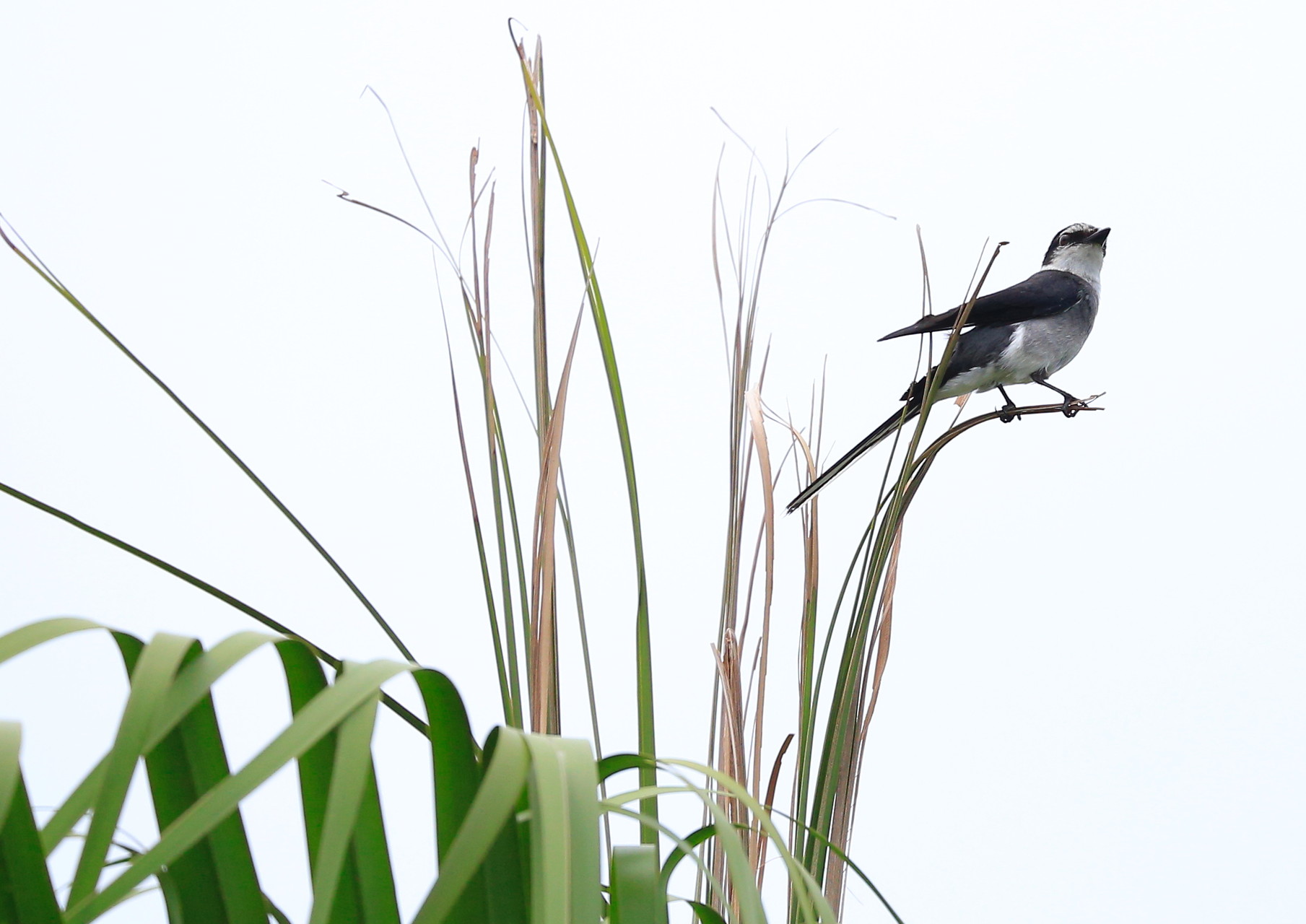 リュウキュウサンショウクイ　名前は、「ピリリッ」と聞こえる鳴き声が、山椒を食べる様を連想させる事に由来する