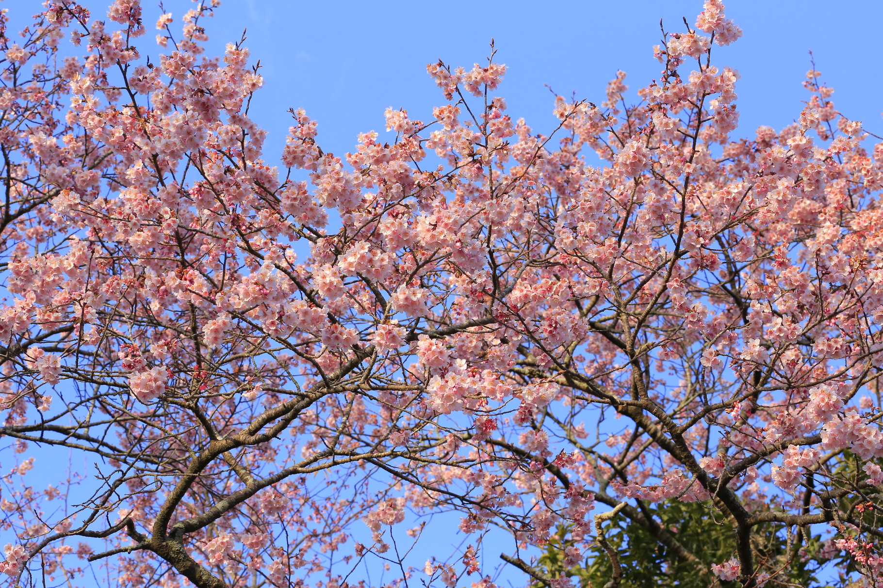 早咲きの桜が各地で咲き始める