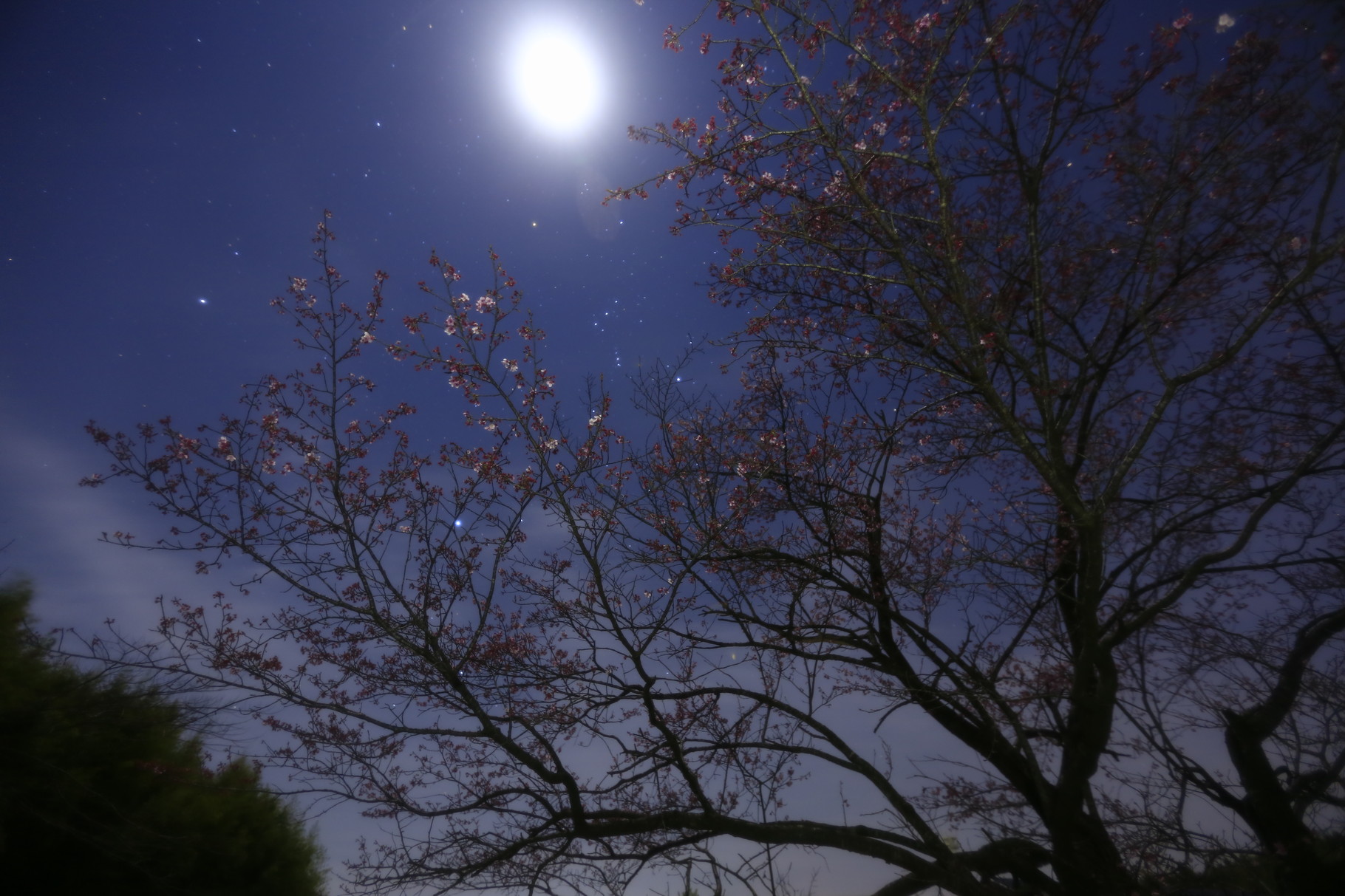 月と星空と夜桜（鹿屋市串良町）