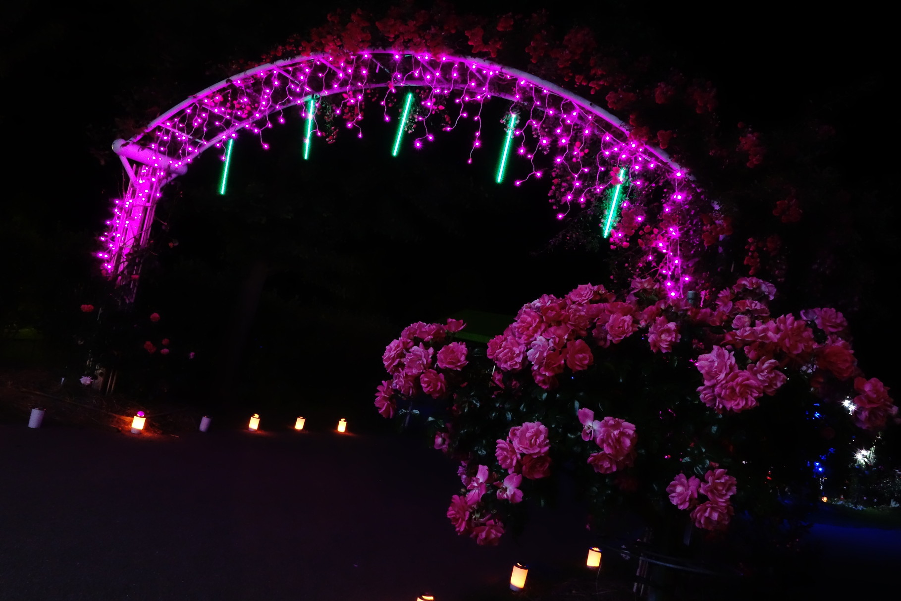 かのやばら園（鹿屋市）：バラのピンクとイルミネーションのピンクが色の共演