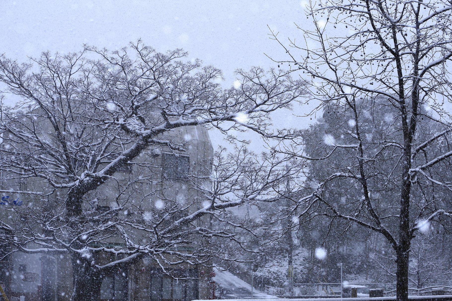 大雪が降り普段の景色が一変して幻想的風景に！(鹿屋市)