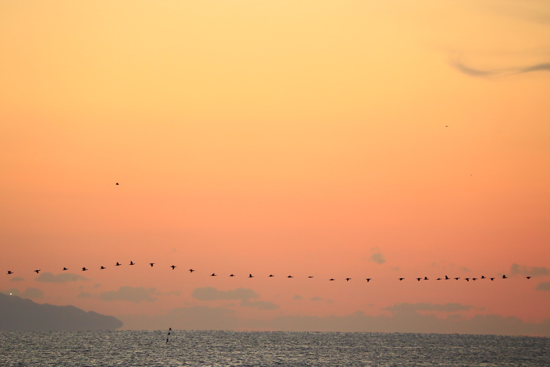 日の出前の空を列をなして飛ぶカワウの群れ