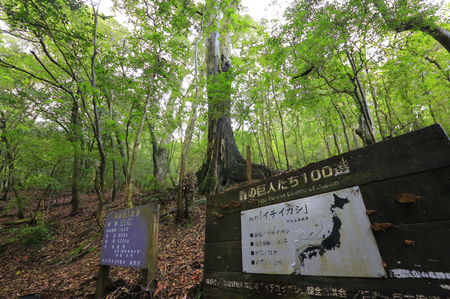 森の中の巨木 イチイガシ(御池：霧島）