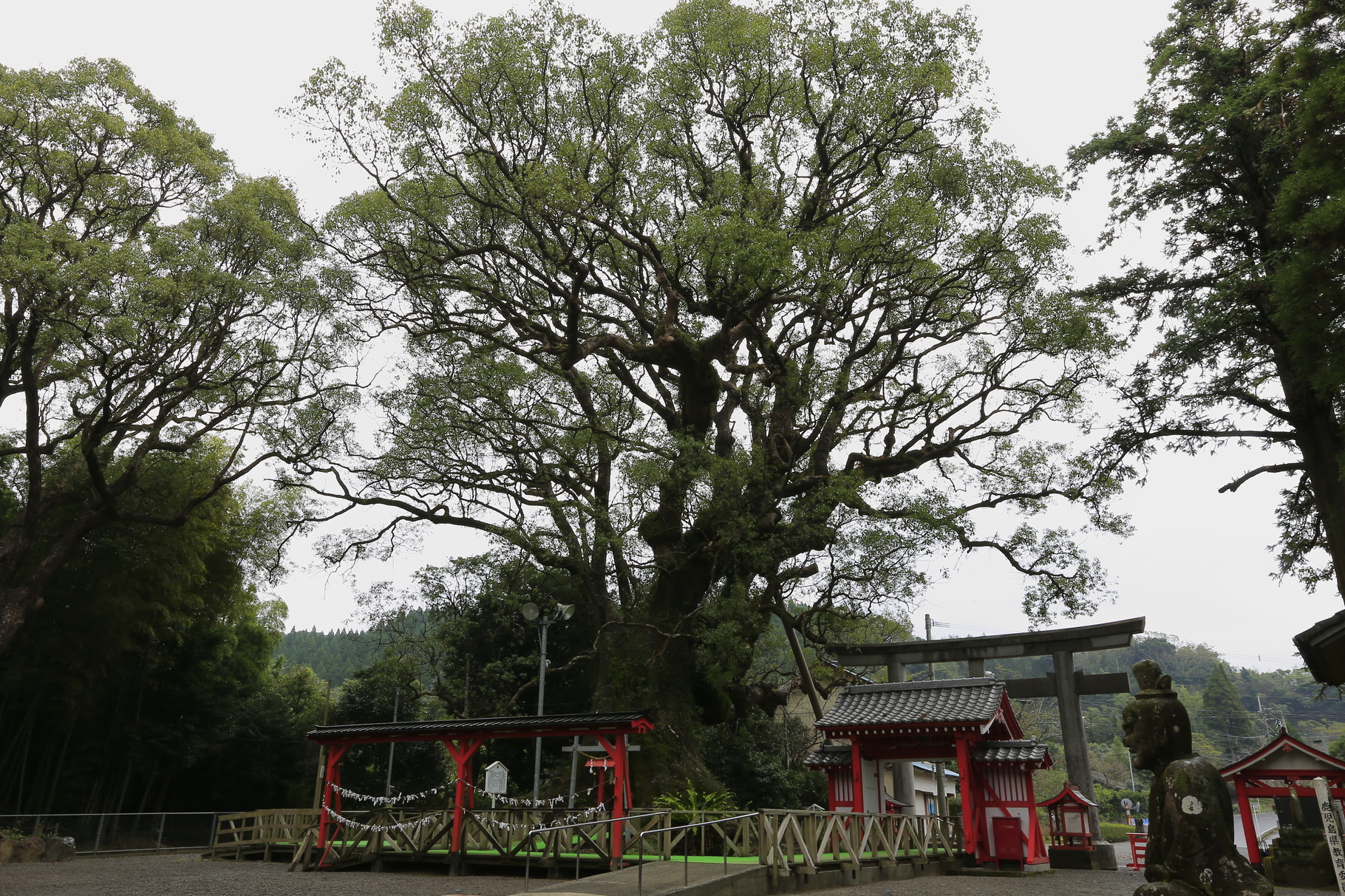 山宮神社　推定樹齢1000年の大クス。日本の巨樹第14位（志布志市）