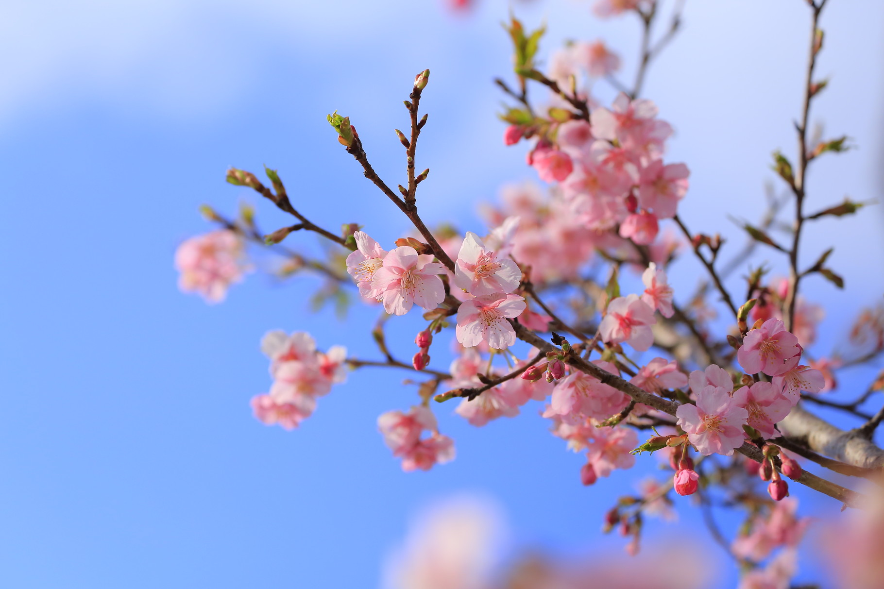 河津桜が咲き始めていました。名前は静岡県の河津町に由来するそうです。（鹿屋市串良平和公園）