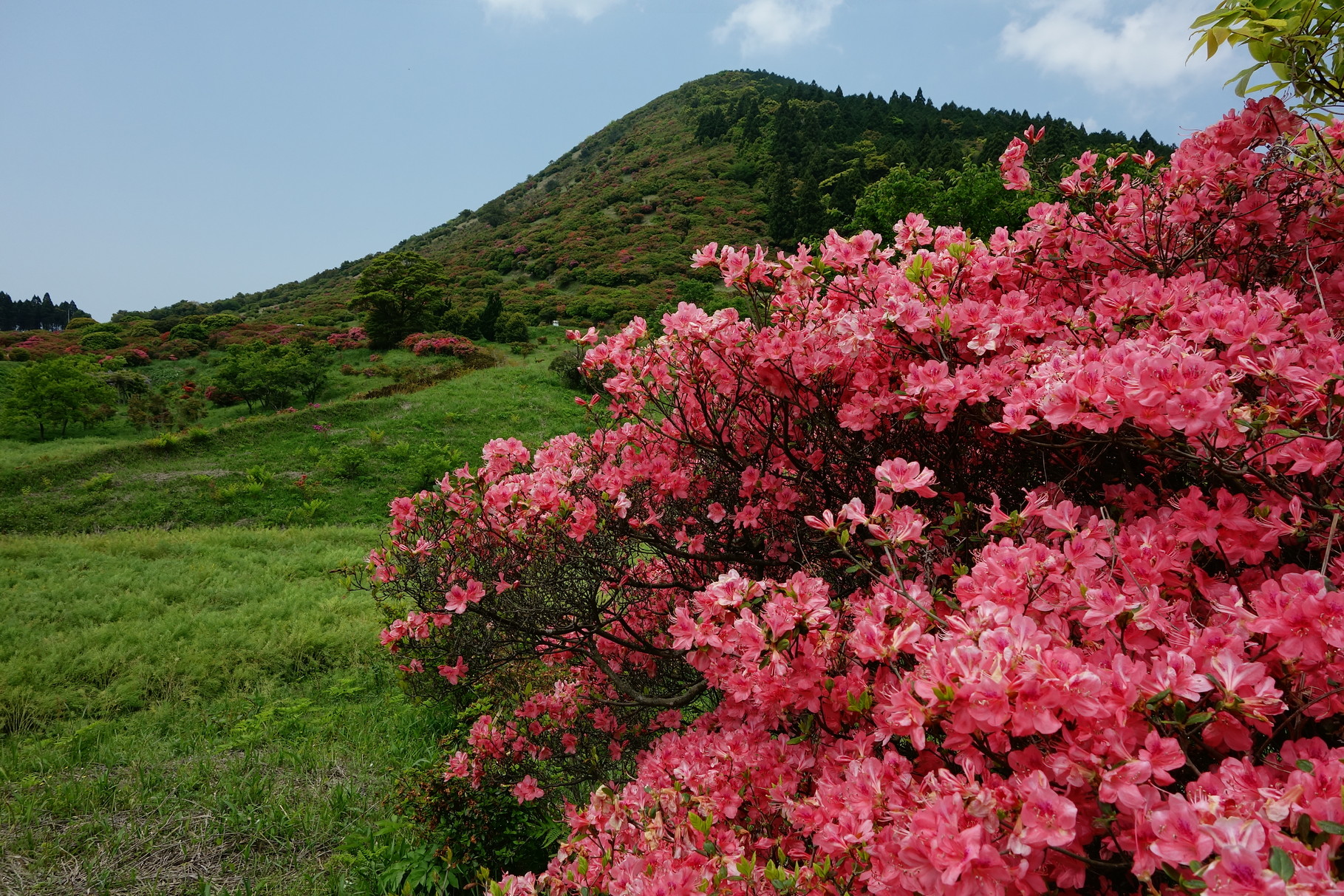「高峠」のサタツツジ　命名は「佐田岬」の地名に由来する　クルメツツジの野生品なので鹿児島県の山以外で見ることはないそうです