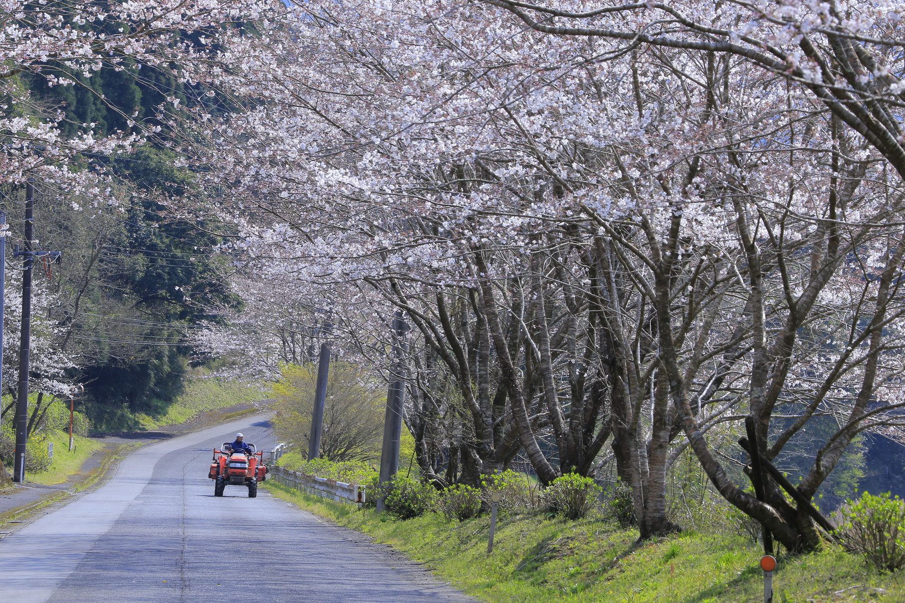 のどかな里の桜並木道（3/27鹿屋市吾平町神野）