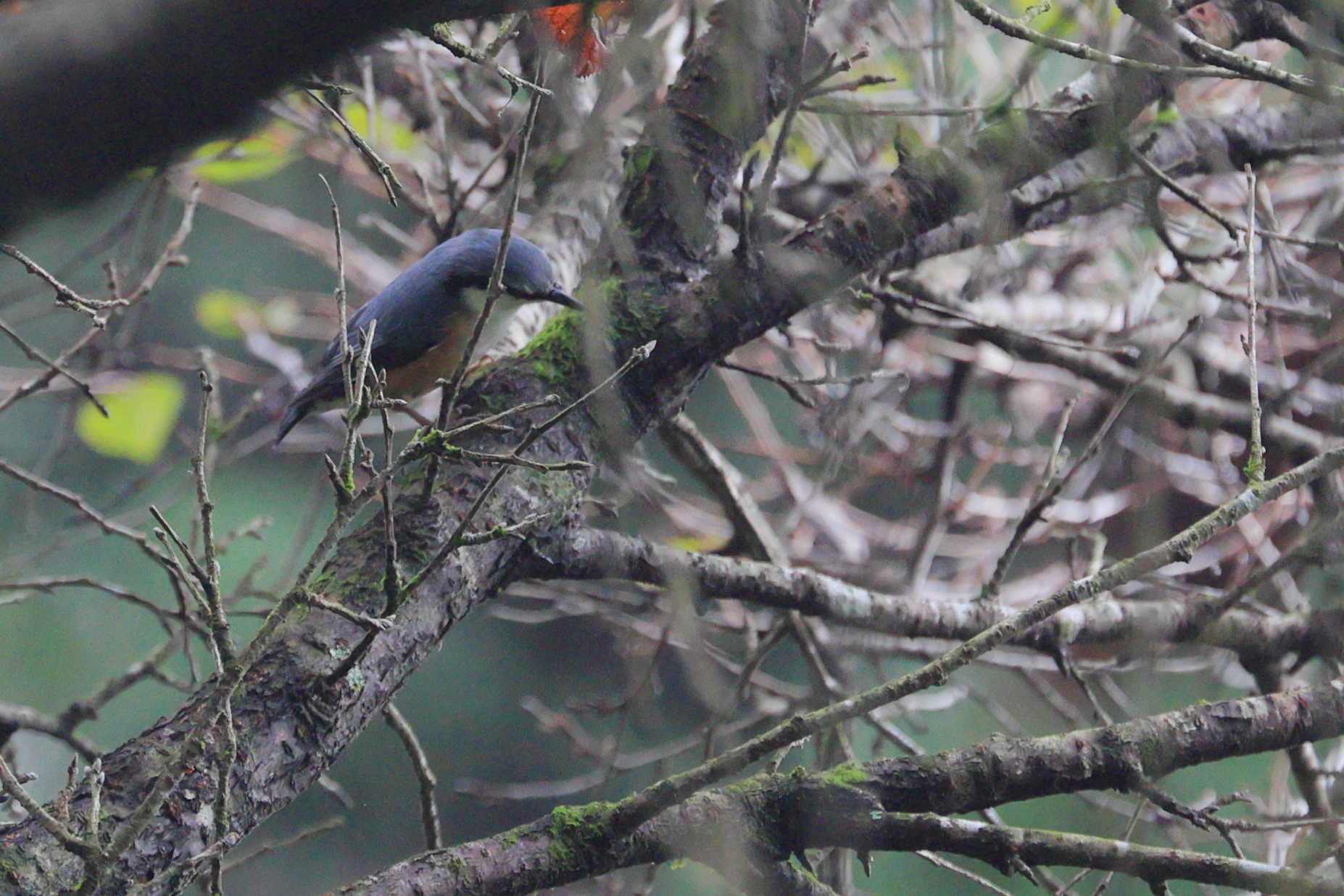 初めて見る野鳥ゴジュウカラ(9月20日 宮崎県)