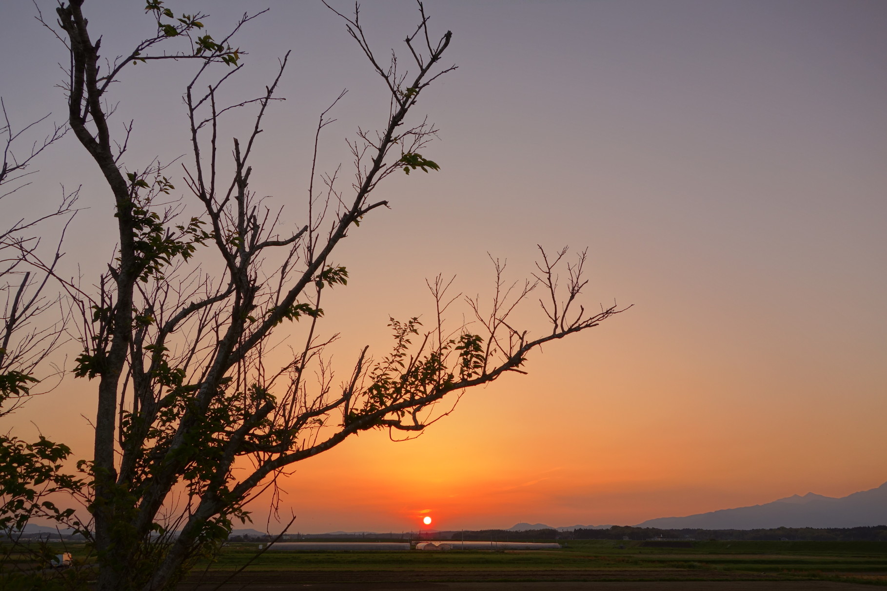 夕焼けに旧線路沿いの桜の木を添えてみました