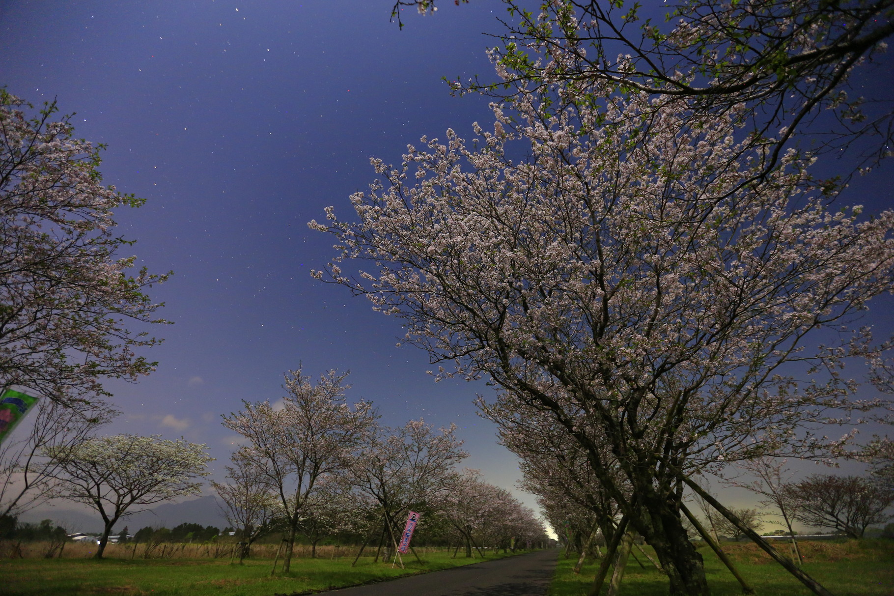 月明かりに照らされた夜の桜並木（鹿屋市串良平和公園）