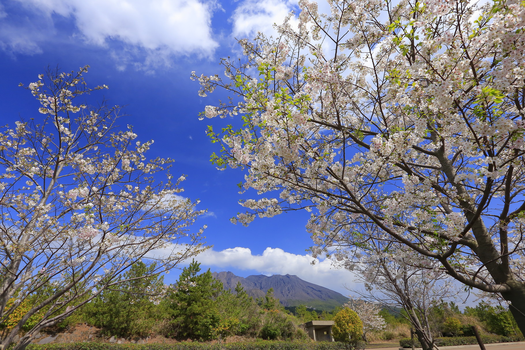 桜島に桜を併せて春の装い（桜島）