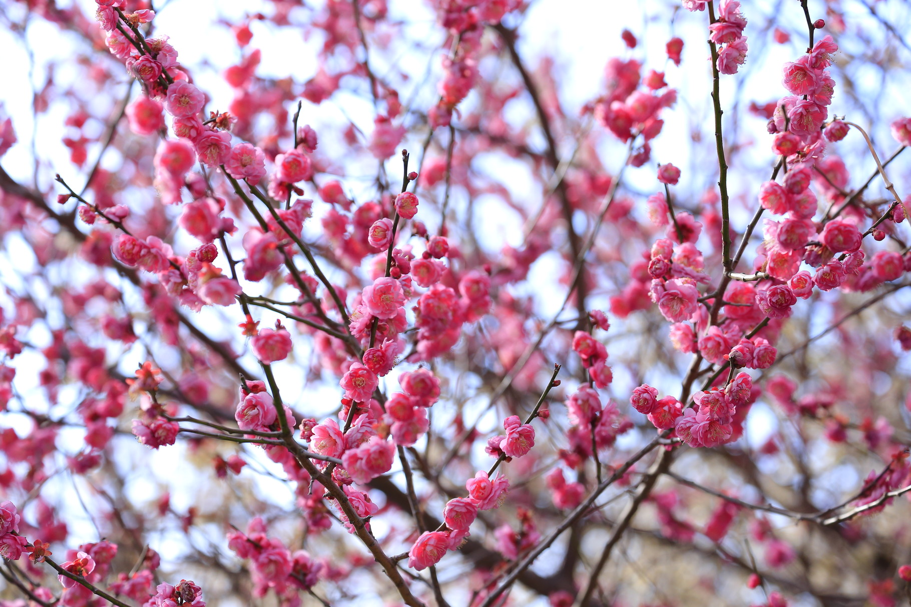 開花を始めた梅の花。今年最初の春便り。