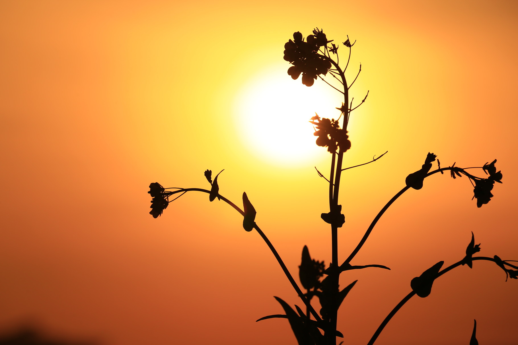 夕日を背にした菜の花のシルエット
