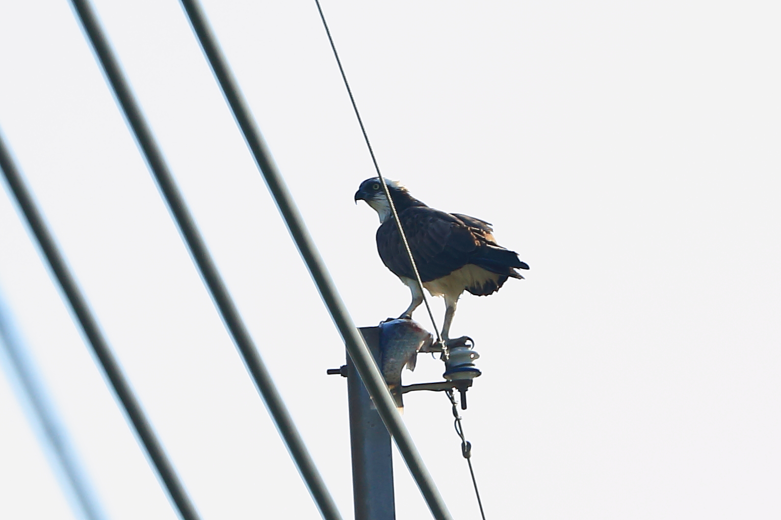 仕留めた獲物を電柱上で食べるミサゴ(3/8 鹿屋市)