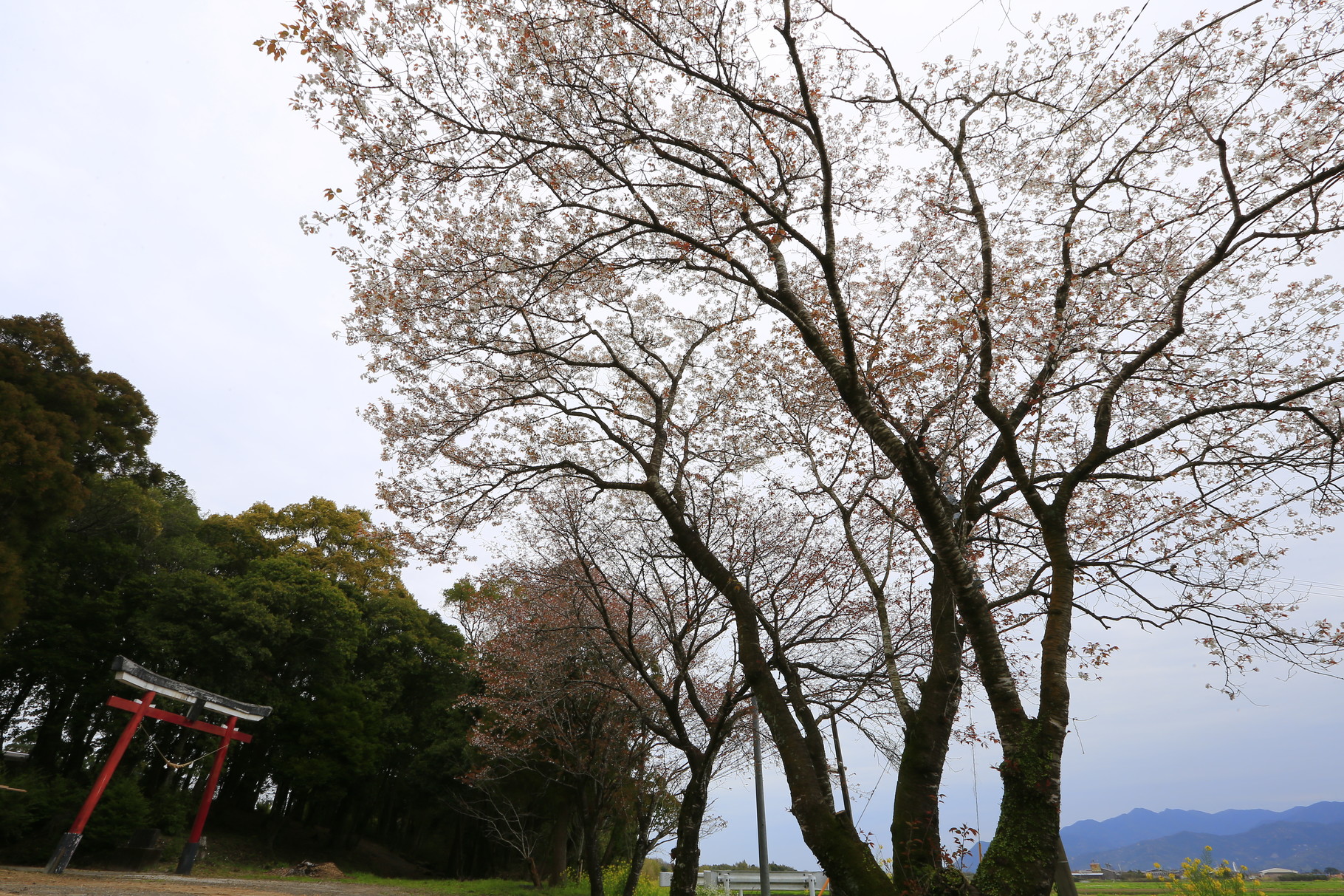 会社近くの白山神社と桜（3/25)