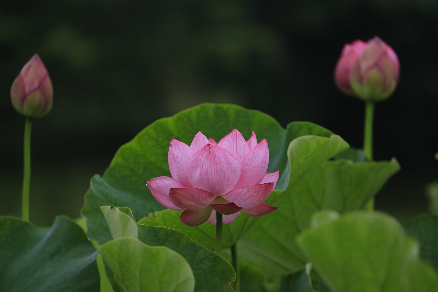 朝の時間帯にしか、その凛とした姿を拝めない(田崎池の大賀蓮)