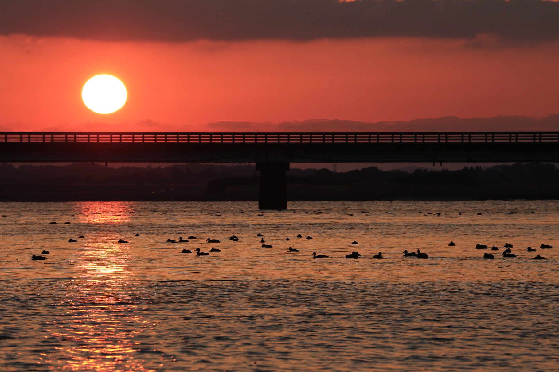 第二有明橋と夕陽　水面のカモ達は長閑な日々を過ごす（東串良町）