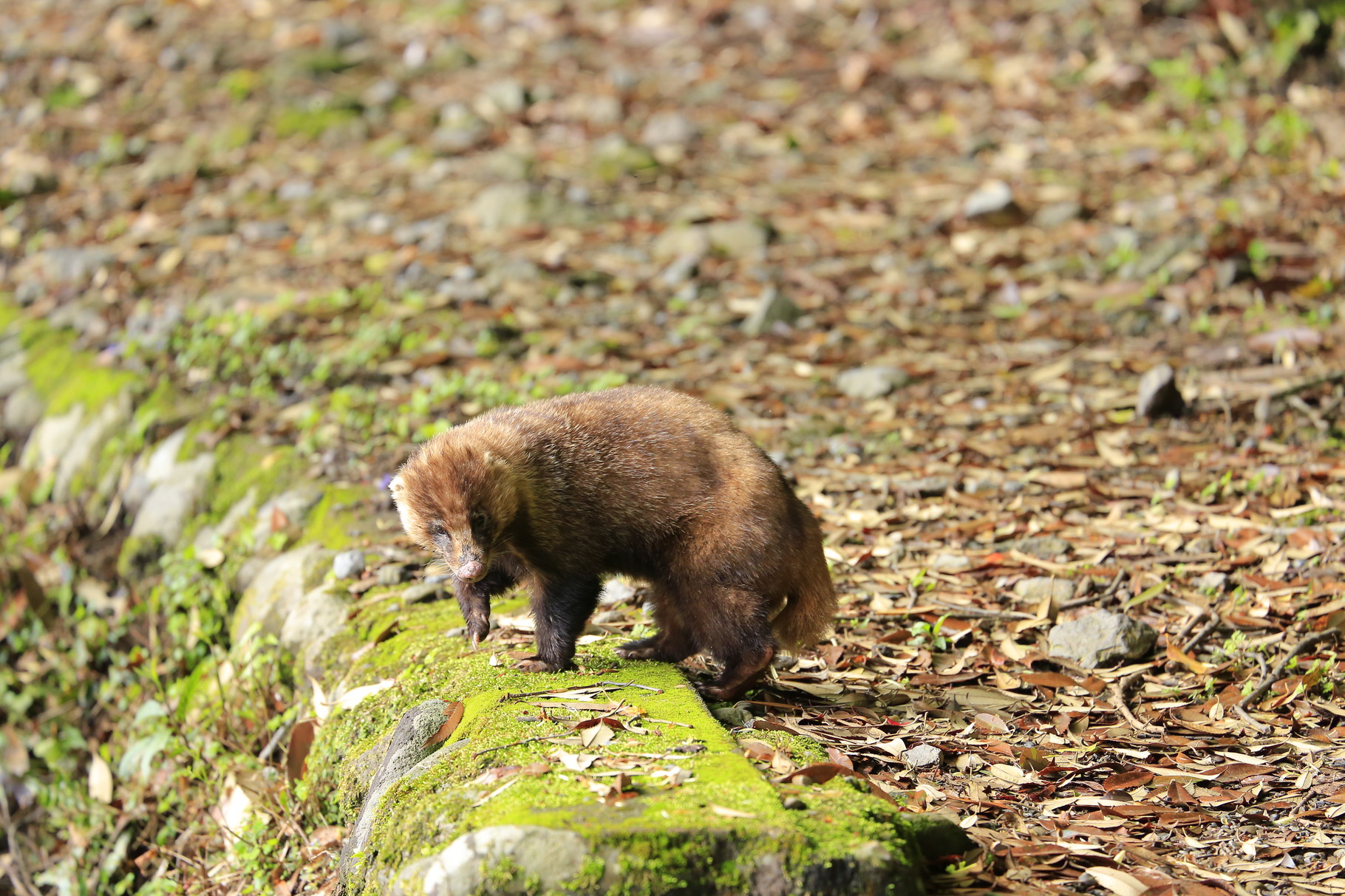 アナグマと出会う(御池：霧島）