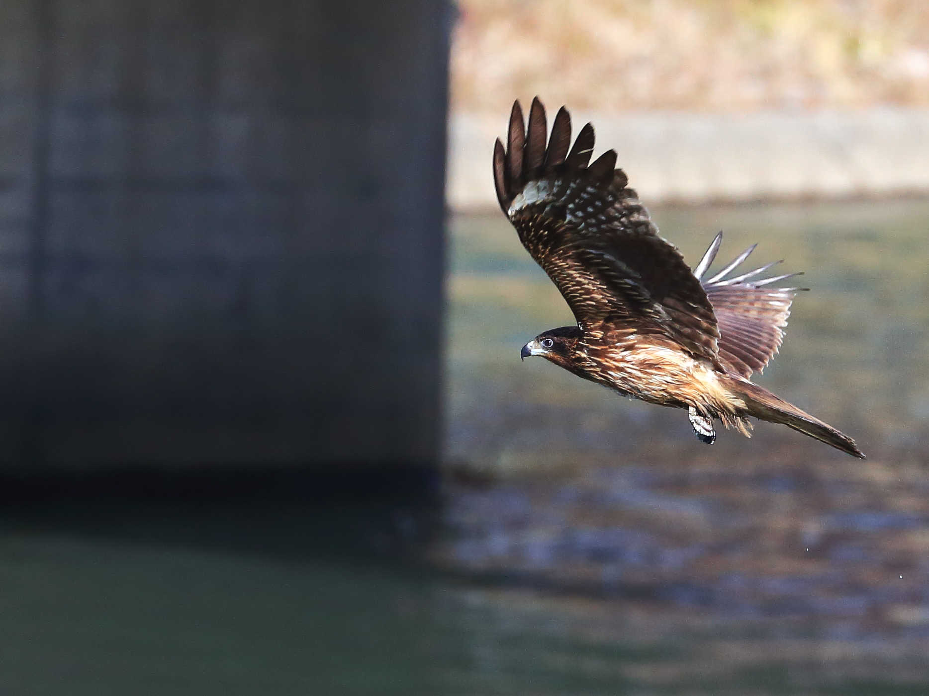 身近に見る野鳥トビを格好良く撮影（垂水市本城川）