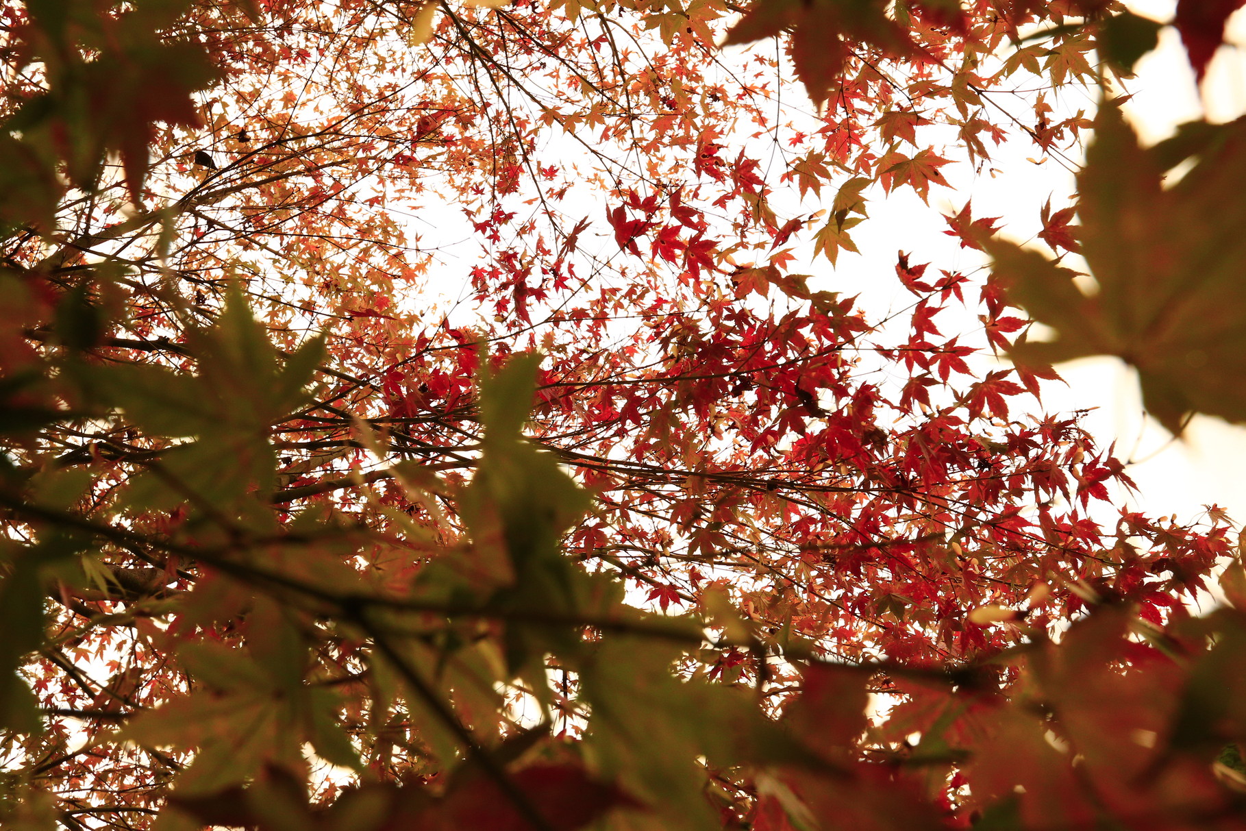 猿ヶ城渓谷でみつけた紅葉