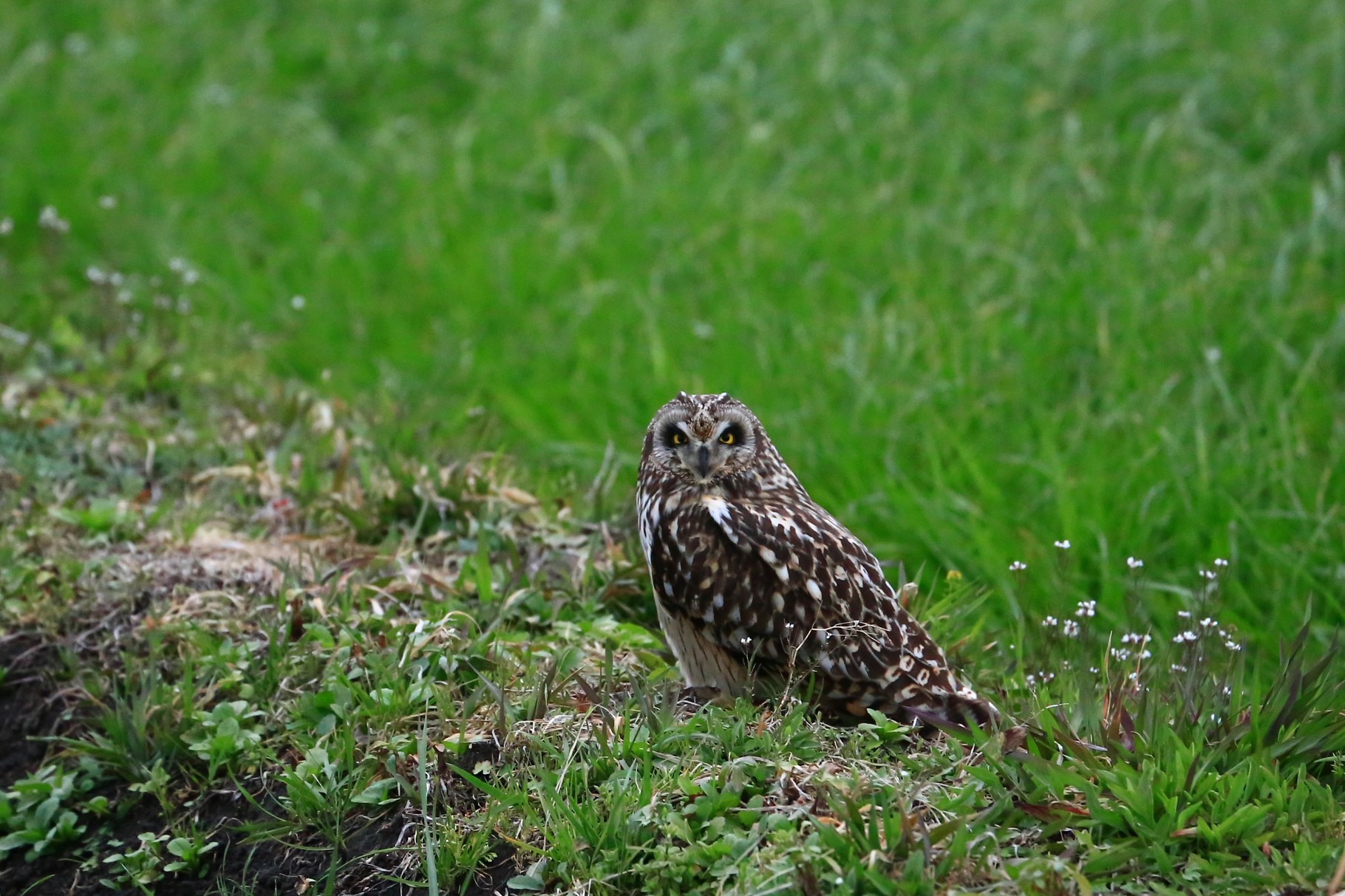 まさかのコミミズクと遭遇（会社近辺の畑）