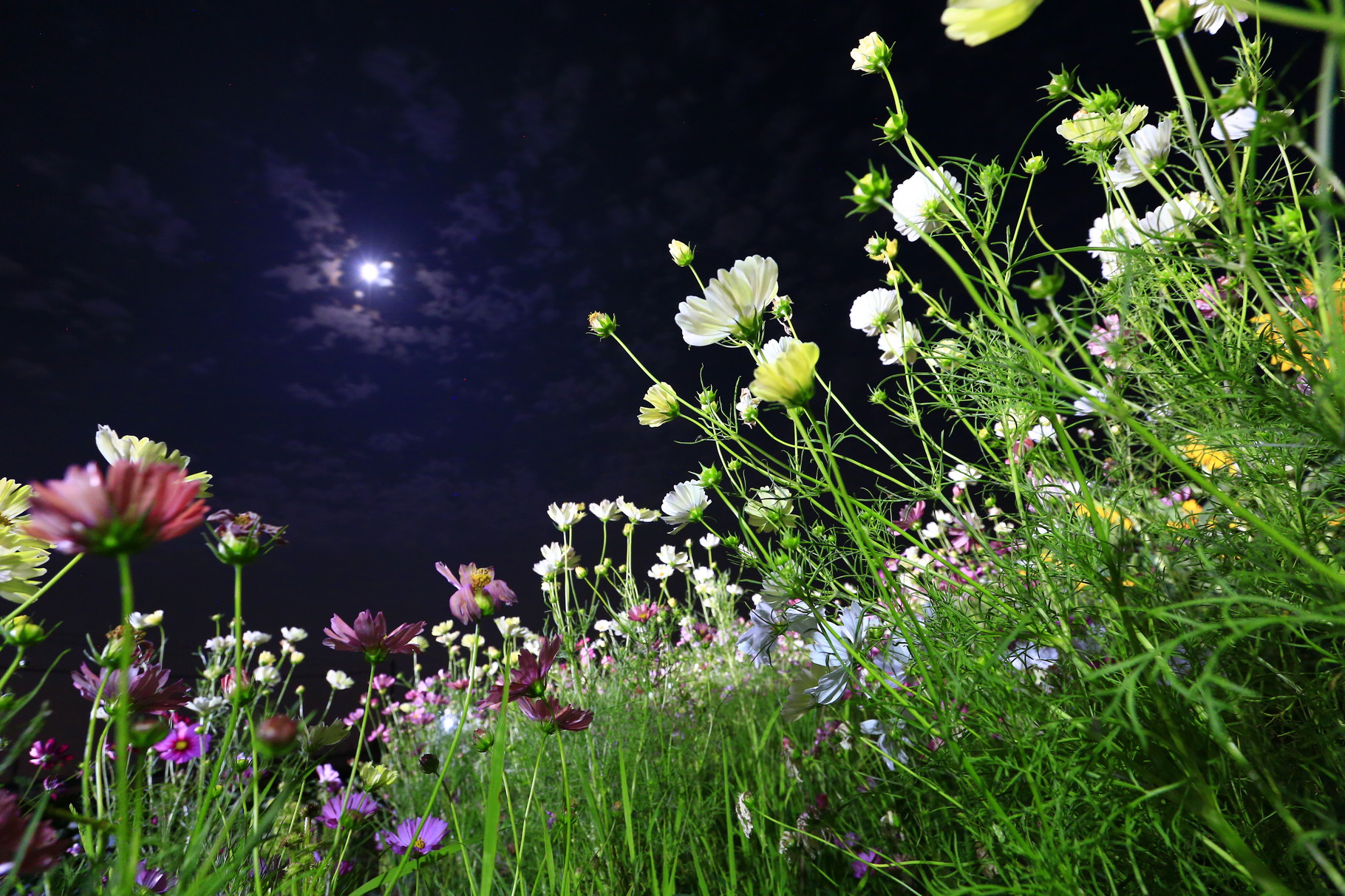 月夜のコスモス