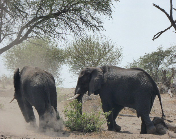 Nous attendons que ces deux éléphants qui barraient notre route remontent le chemin pour avancer un peu