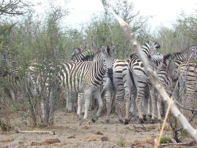 Zèbres et gazelles guettent les moindres mouvements suspects