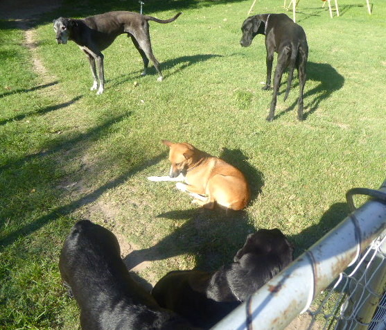 Les gentils chiens du Caprivi Houseboat Safari